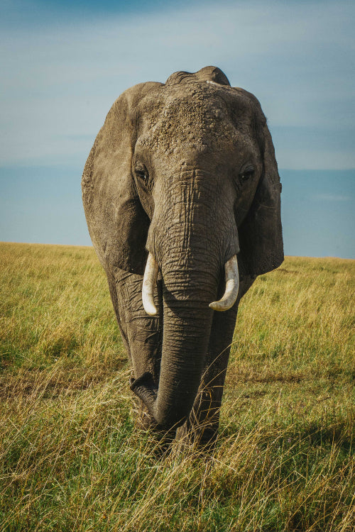 Ndovu 2